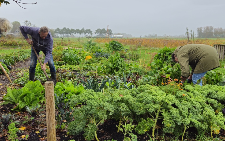 boerenkool doarpstún tuin dorpstuin groente fruit verbinding samenleving