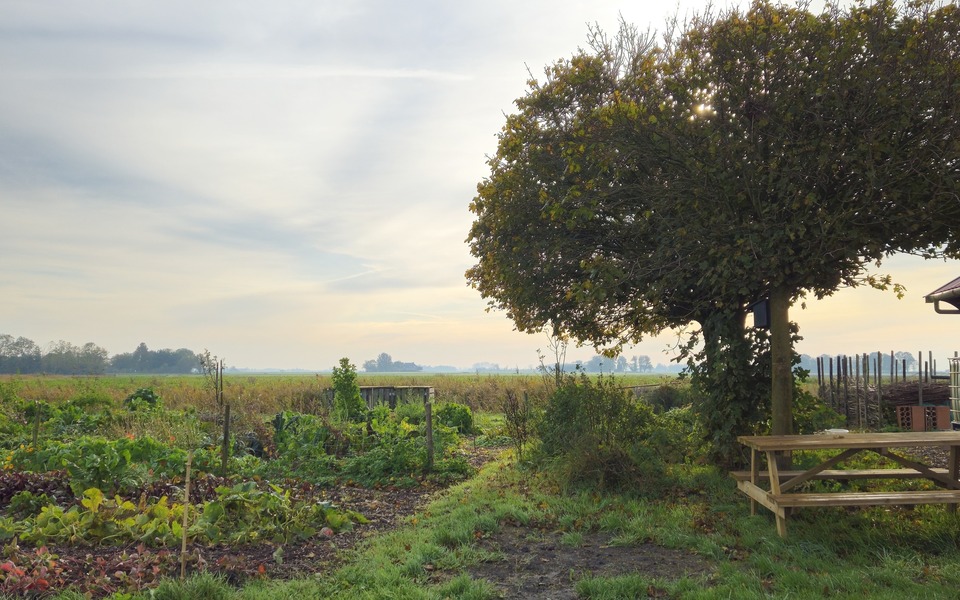 boom doarpstún tuin dorpstuin groente fruit verbinding samenleving