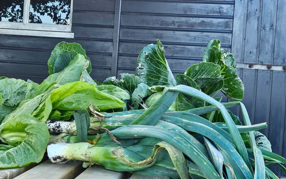 dorpstuin moestuin groente fruit hallum prei andijvie