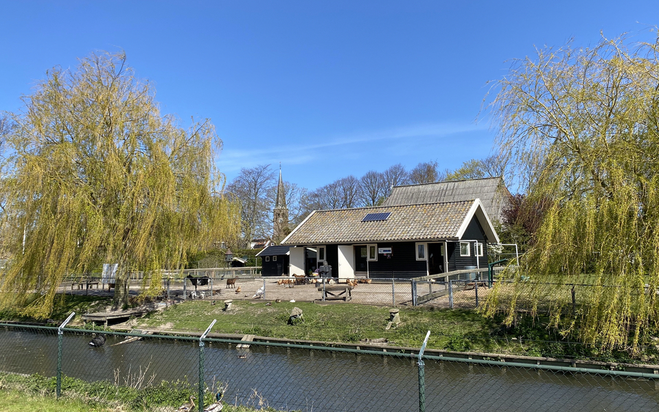 hallum hoenderpark dieren kippen geiten schapen eenden hoender vrijwilligers doarpsbelang 